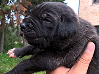 black cane corso